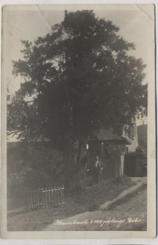 AK Foto Krombach 2000-jährige Eibe Mann vor Haus Krompach b. Liberec Reichenberg Sudeten Tschechien 1943
