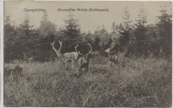 AK Georgshöhe Hirsche im Walde Kolbenzeit b. Thale 1909 RAR