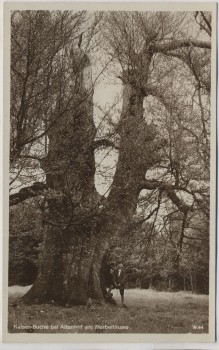 AK Foto Kaiser-Buche bei Altenhof am Werbellinsee Schorfheide 1930 RAR
