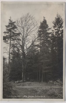 VERKAUFT !!!   AK Foto Spechtshausen Alte Buche Schneise 7 b. Kurort Hartha Tharandt 1935 RAR