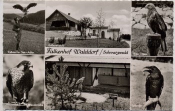 AK Foto Mehrbild Falkenhof Walddorf Roter Milan Wanderfalke ... b. Nagold Altensteig Schwarzwald 1960