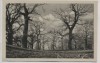 AK Lauterbach (Hessen) Eichen im Hairig 1920