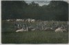 AK Putbus auf Rügen Im fürstlichen Tierpark mit Rotwild 1914