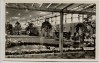 AK Foto Berlin Grüne Woche Gartenbau 1957