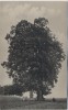 AK Hořiněves bei Hradec Králové Schlachtfeld bei Königgrätz 1866 Denkmal des k. u. k. 57. Inf.-Reg. mit 2 Linden Tschechien 1910