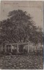 AK Annaberg-Buchholz im Erzgebirge Auferstehungs-Linde auf dem Friedhof 1910