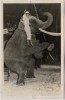 VERKAUFT !!!   AK Foto Zirkus Frankello Karli Frankello mit Elefant 1957