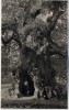 AK Foto Wolframlinde in Ried bei Kötzting 1930