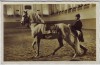 AK Foto Wien Spanische Reitschule Am langen Zügel Lipizzaner Reiter 1940