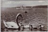 AK Foto Ammersee mit Dampfer Augsburg Schwäne bei Utting 1950