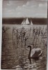 AK Foto Ammersee Segelschulschiff Albatros unterm Klosterberg Andechs Schwan Utting 1950
