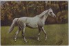 Künstler-AK K. Volkers Edle Rasse weißes Pferd 1920