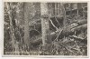 AK Foto Urwald am Kubany Boubín Böhmen Tschechien 1928