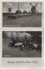 VERKAUFT !!!   AK Bochow bei Groß Kreutz Schafherde an der alten Mühle Mutterglück 1950 RAR