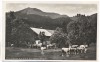 AK Foto Brannenburg Schlipfgrub Alm mit Rampoldplatte viele Rinder 1935