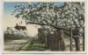 AK Werder an der Havel Baumblüte 1930