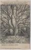 AK Luftkurort Gerolstein Eifel Gerolsteiner Linde 1900