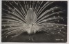 AK Foto Berlin Zoologischer Garten Weißer Pfau 1937