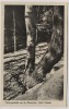 AK Foto Schlangenkiefer am Gr. Bärenstein Sächs. Schweiz b. Rathen Wehlen 1957