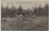 AK Georgshöhe Hirsche im Walde Kolbenzeit b. Thale 1909 RAR
