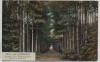 AK Gruss vom Drübberholz Waldpartie b. Hoya Eystrup Dörverden 1911