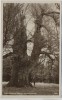 AK Foto Kaiser-Buche bei Altenhof am Werbellinsee Schorfheide 1930 RAR