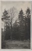 VERKAUFT !!!   AK Foto Spechtshausen Alte Buche Schneise 7 b. Kurort Hartha Tharandt 1935 RAR