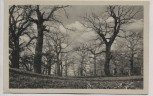 AK Lauterbach (Hessen) Eichen im Hairig 1920