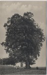 AK Hořiněves bei Hradec Králové Schlachtfeld bei Königgrätz 1866 Denkmal des k. u. k. 57. Inf.-Reg. mit 2 Linden Tschechien 1910