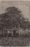 AK Annaberg-Buchholz im Erzgebirge Auferstehungs-Linde auf dem Friedhof 1910