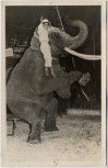 VERKAUFT !!!   AK Foto Zirkus Frankello Karli Frankello mit Elefant 1957