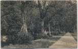 AK Hildburghausen Seufzer-Allee 1910