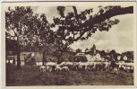 AK Foto Schönberg am Kapellenberg Ortsansicht mit Schäfer Schafherde bei Bad Brambach Vogtland 1955
