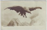 AK Foto Adler Alpen Verlag Fernande Berchtesgaden 1907