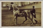 AK Foto Wien Spanische Reitschule Am langen Zügel Lipizzaner Reiter 1940