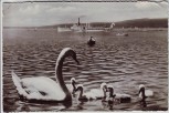 AK Foto Ammersee mit Dampfer Augsburg Schwäne bei Utting 1950