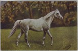 Künstler-AK K. Volkers Edle Rasse weißes Pferd 1920