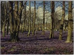 AK Foto Husum Krokusblüte im Schloßgarten Nordsee 1979