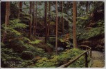 AK Waldeck (Thüringen) Die Buchen bei Bad Klosterlausnitz 1910