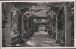 AK Zweibrücken Rosengarten 1953