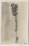 AK Foto Passau St. Valentin Alter Glockenzug 1930 RAR