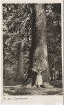 AK Foto Zwiesel Bei den Riesentannen mit Frau b. Zwieseler Waldhaus a. Falkenstein 1938