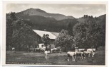 AK Foto Brannenburg Schlipfgrub Alm mit Rampoldplatte viele Rinder 1935