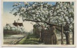 AK Werder an der Havel Baumblüte 1930