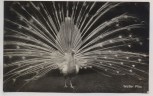 AK Foto Berlin Zoologischer Garten Weißer Pfau 1937