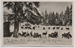 AK Foto Garmisch-Partenkirchen Cafe Almhütte Wildfütterung 1940