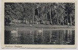 AK Foto Altenhof (Schorfheide) Werbellinsee Badestrand mit Schwänen 1942