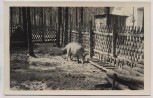AK Foto Prieros Haus im Wald mit Wildschwein b. Heidesee 1960