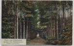 AK Gruss vom Drübberholz Waldpartie b. Hoya Eystrup Dörverden 1911