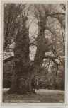 AK Foto Kaiser-Buche bei Altenhof am Werbellinsee Schorfheide 1930 RAR